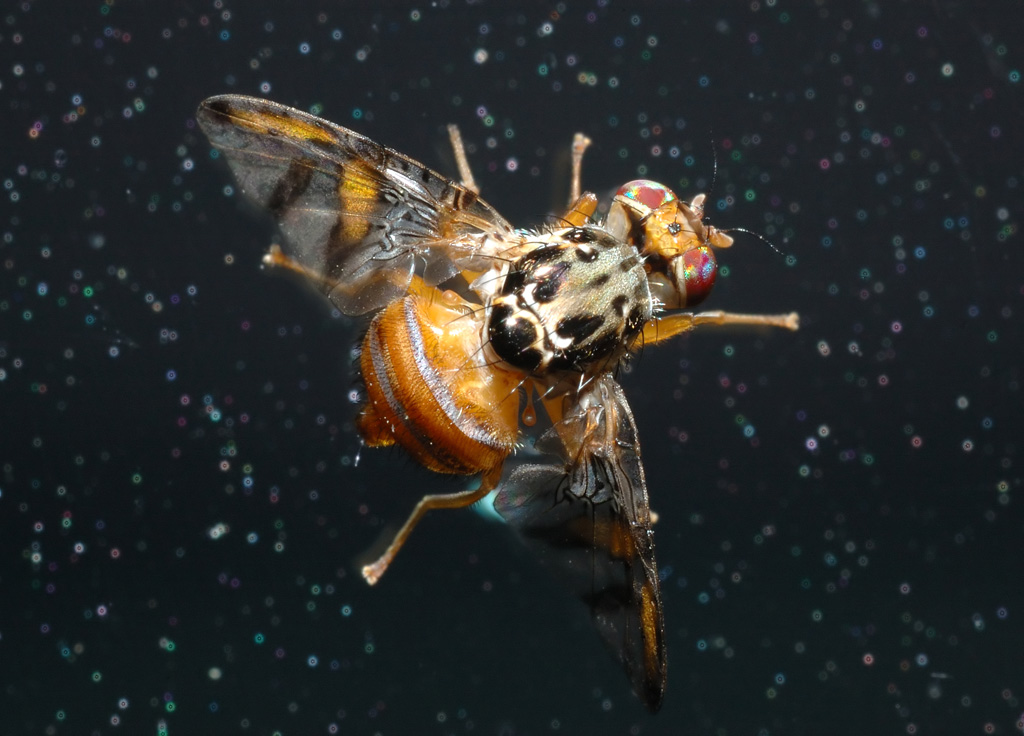 Ceratitis capitata